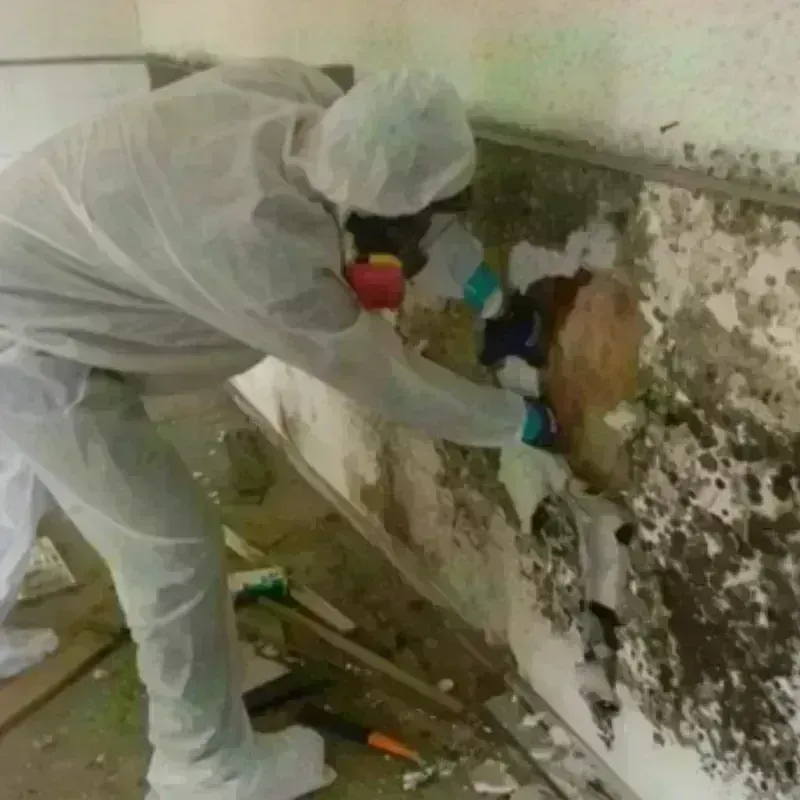 Mold Remediation and Removal in Mountain Brook, AL